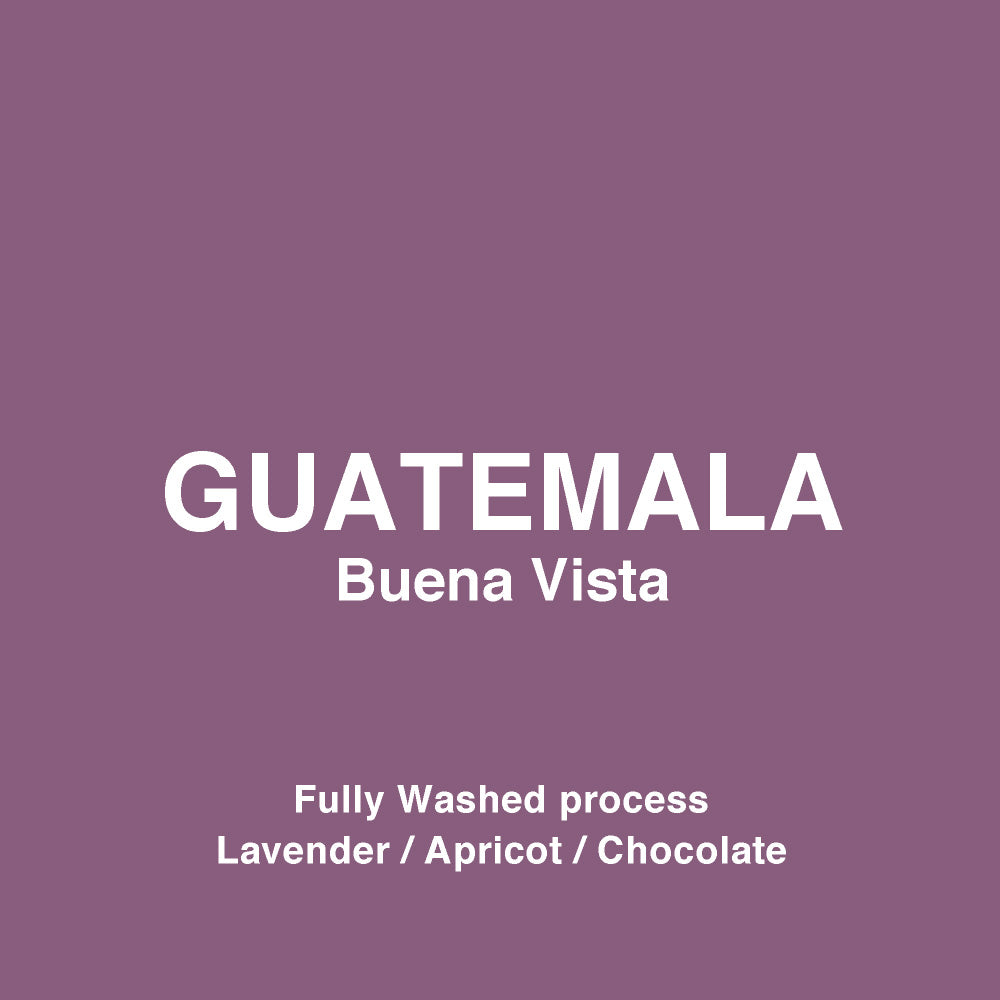 ○グアテマラ ブエナビスタ ( Guatemala Buena Vista )スペシャルティ