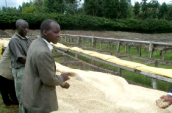 ● 【送料無料】 ケニア マサイ ライトロースト（Kenya Masai Light Roast） ( コーヒー ) ※同梱不可 生産地レポート 途中画像